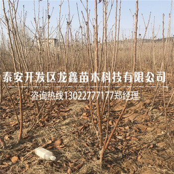 哪里有大青葉砧木大青葉砧木多少錢一株