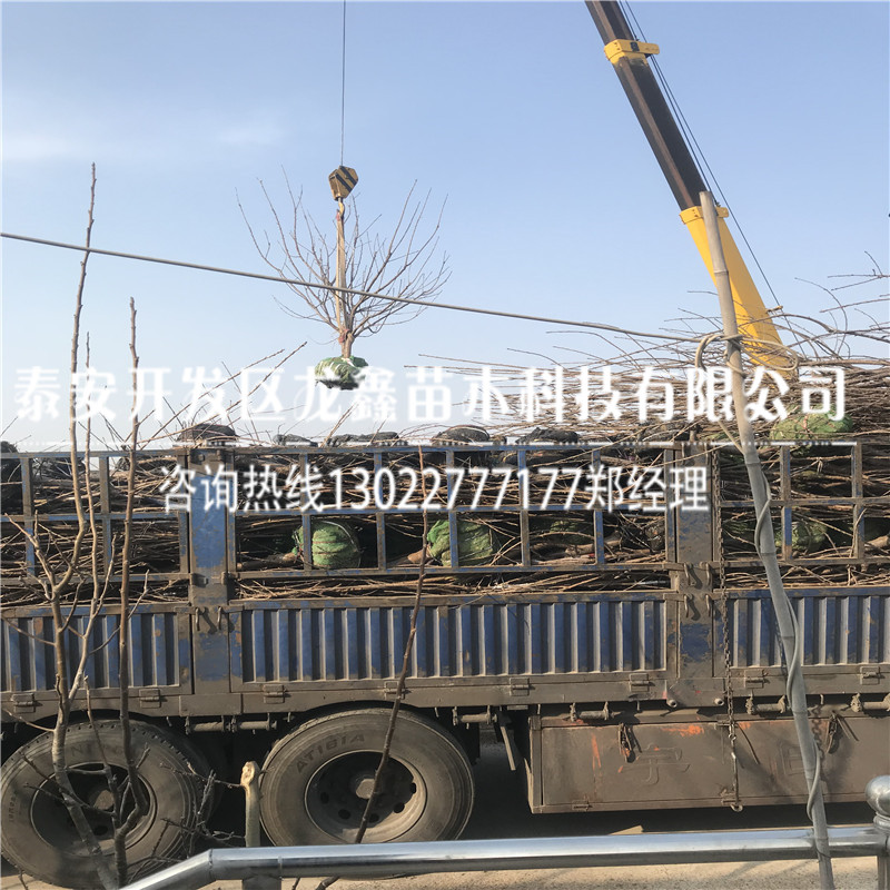 矮化砧木哪里有賣的矮化砧木山東