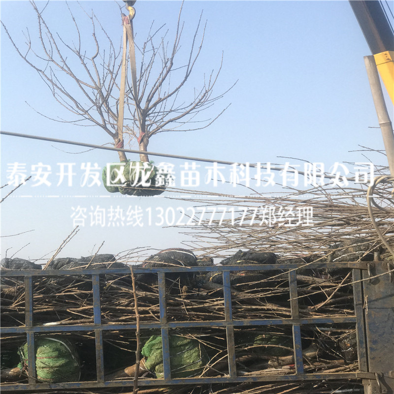 9月蘭丁2號蘭丁2號多少錢一棵