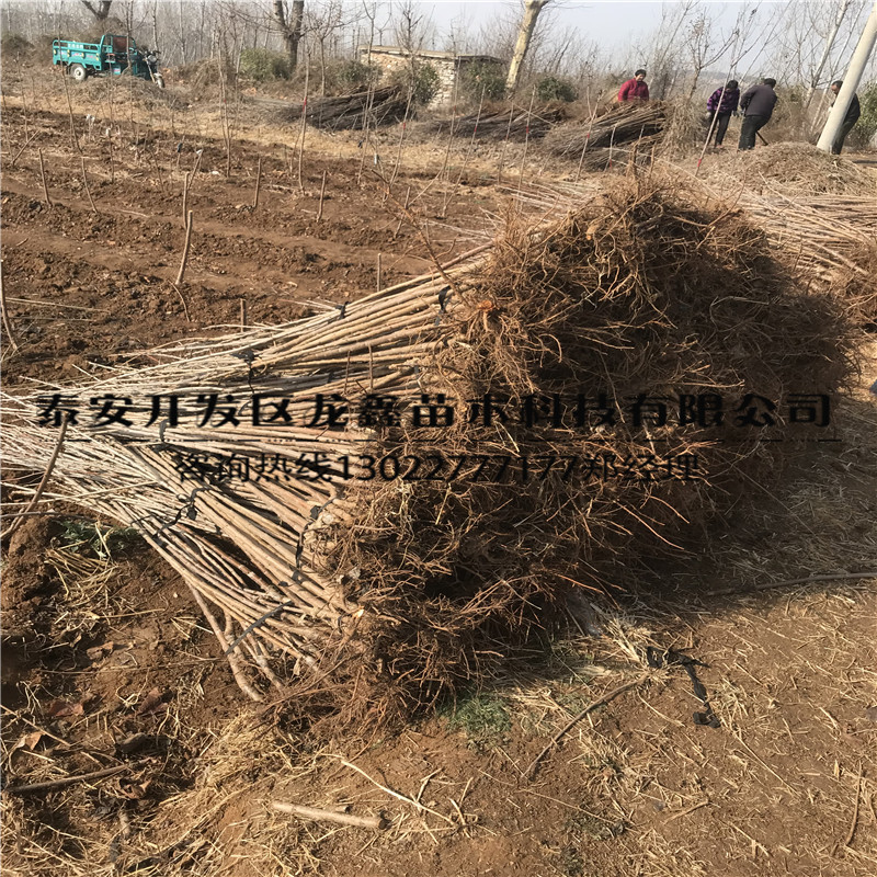 吉塞拉6號(hào)櫻桃砧木種植吉塞拉6號(hào)櫻桃砧木哪里有