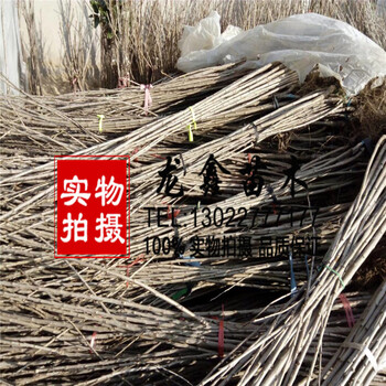 怎么樣吉塞拉6號吉塞拉6號山東
