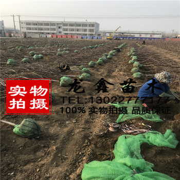 怎么样矮化砧木矮化砧木大樱桃繁育基地