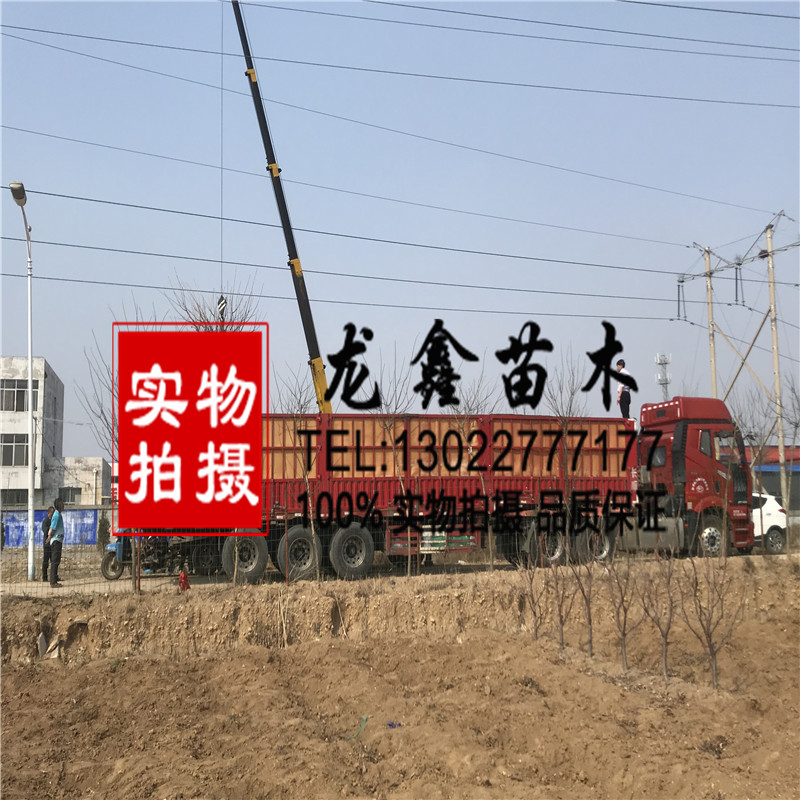 吉塞拉6號品種吉塞拉6號簡(jiǎn)介