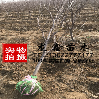 哪里有吉塞拉6號(hào)吉塞拉6號(hào)簡(jiǎn)介