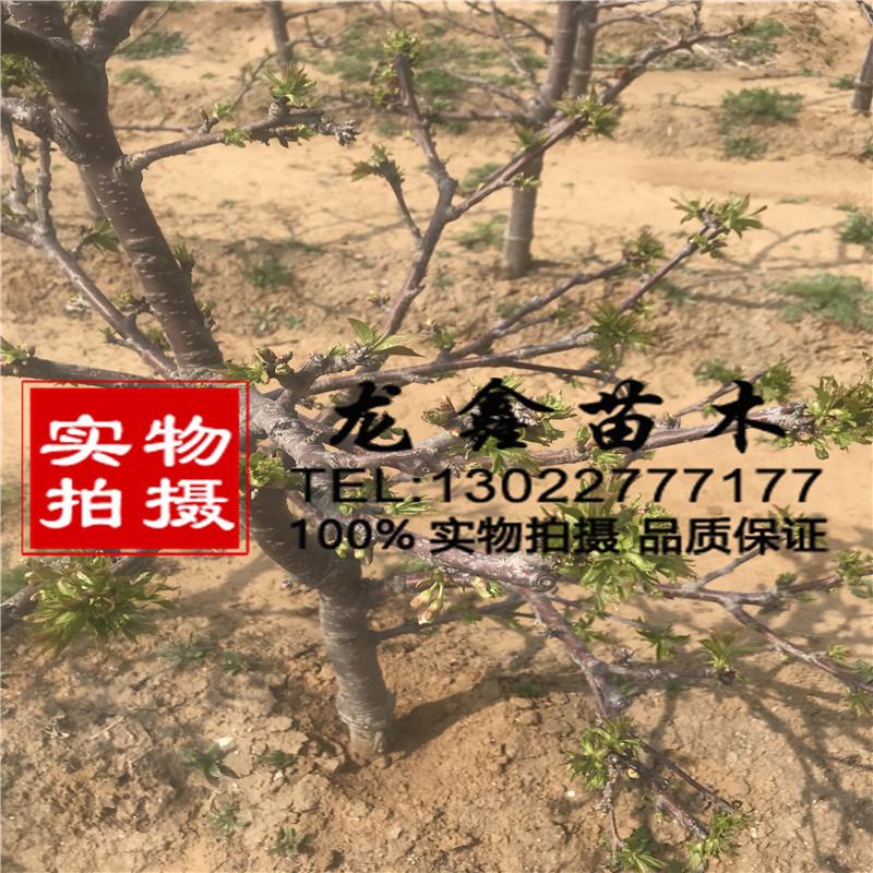 9月吉塞拉12號吉塞拉12號2018年