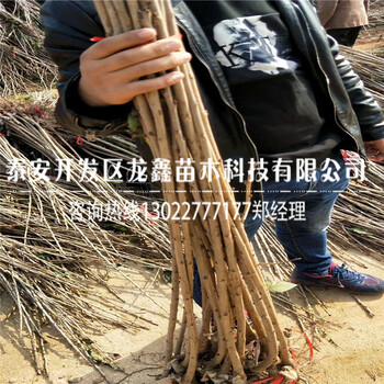 9月蘭丁2號蘭丁2號我想買