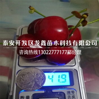 矮化砧木9月矮化砧木哪里有