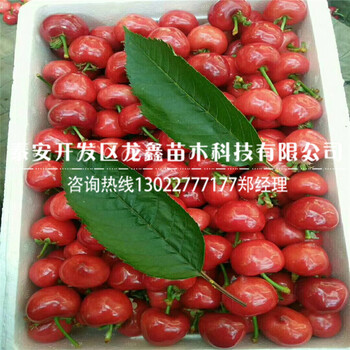 哪里有賣的吉塞拉6號(hào)吉塞拉6號(hào)出售
