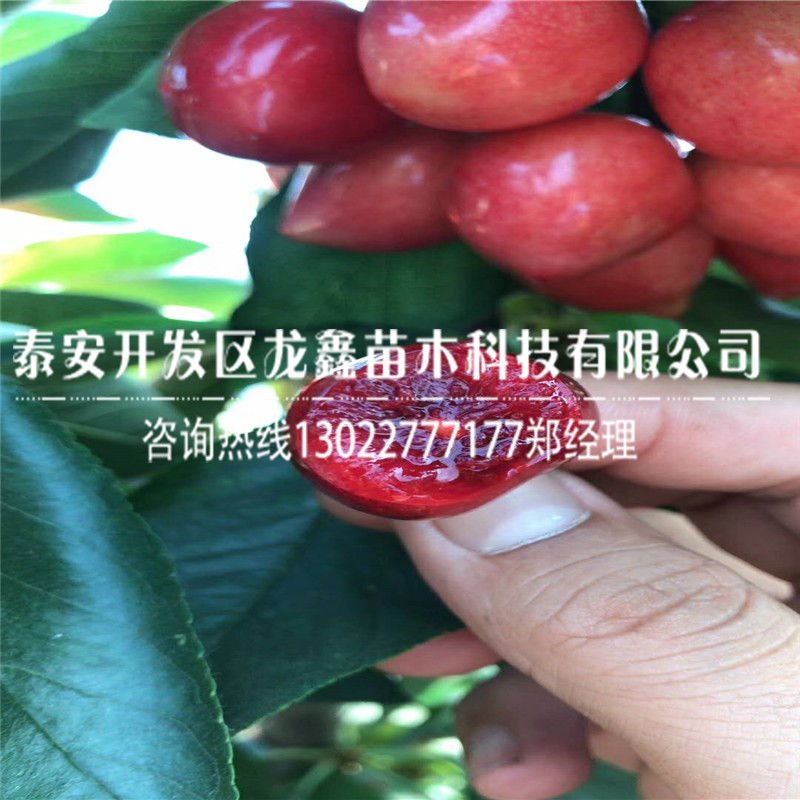 哪里有賣的吉塞拉12號(hào)吉塞拉12號(hào)多少錢一株