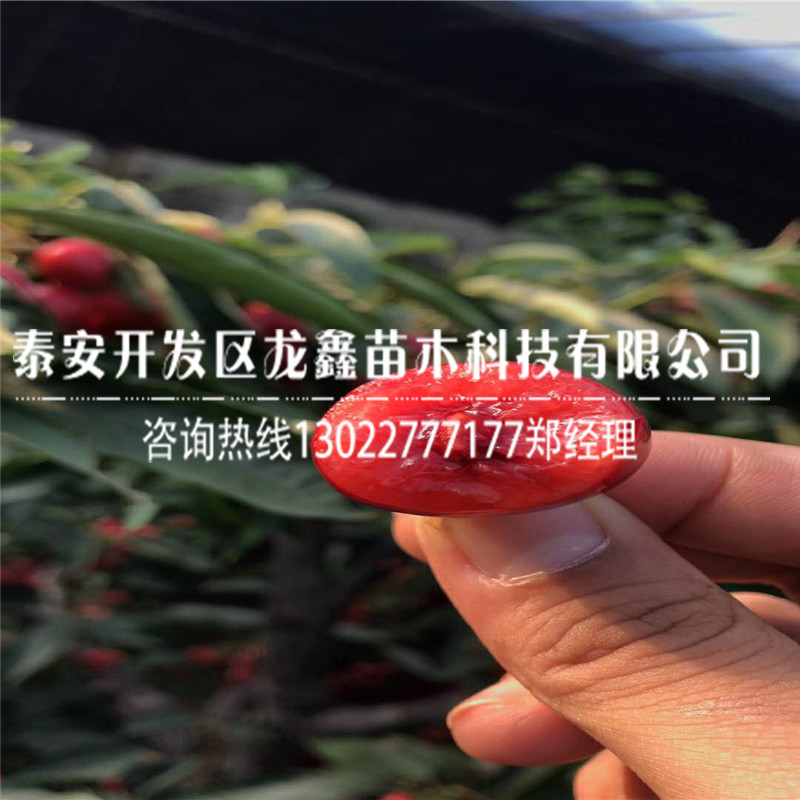 吉塞拉6號(hào)哪里有賣的吉塞拉6號(hào)批發(fā)