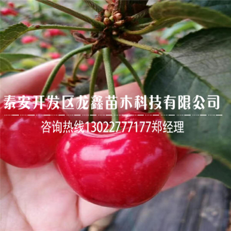 吉塞拉6號櫻桃砧木秋季出售吉塞拉6號櫻桃砧木附近有賣