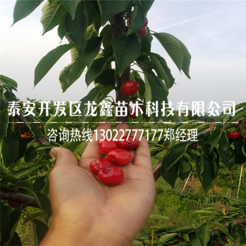 蘭丁2號(hào)哪里有脫毒蘭丁2號(hào)基地批發(fā)