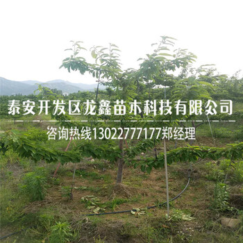 吉塞拉6號2018年吉塞拉6號批發(fā)