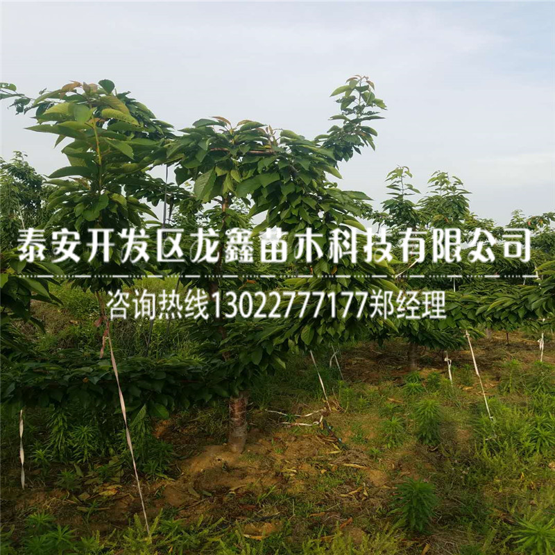 矮化砧木哪里有矮化砧木多少錢一株