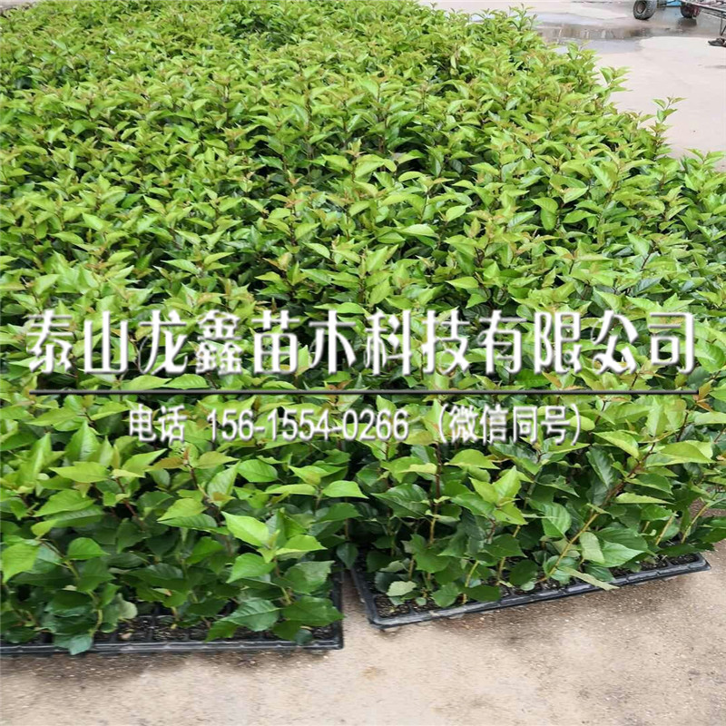 秋季出售吉塞拉6號(hào)吉塞拉6號(hào)基地批發(fā)