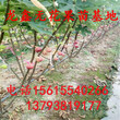 种植斯特拉无花果树苗斯特拉无花果树苗多少钱一棵