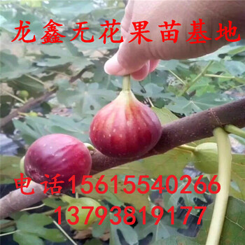 种植波姬红无花果树苗波姬红无花果树苗产地