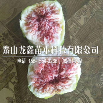 新品种斯特拉无花果树苗斯特拉无花果树苗包邮价格