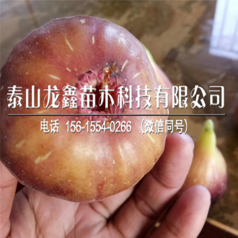 紫果无花果苗我想买