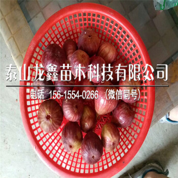 包邮无花果树苗、无花果树苗多少钱一株