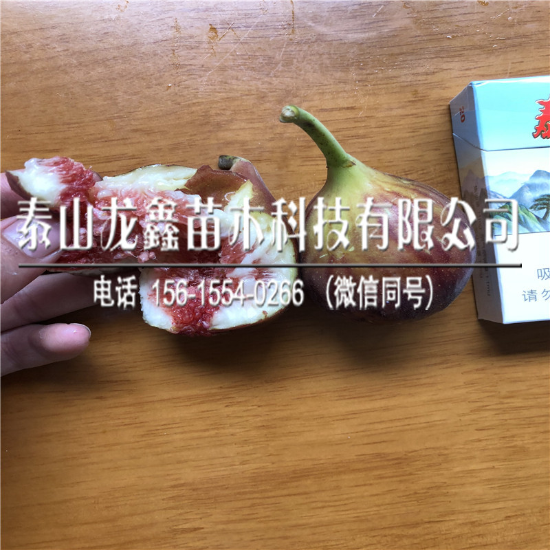 哪里有卖的金傲芬无花果苗金傲芬无花果苗基地批发