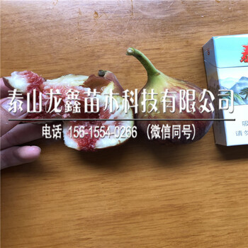 简介布兰瑞克无花果树苗布兰瑞克无花果树苗批发