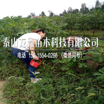 品种布兰瑞克无花果树苗、布兰瑞克无花果树苗附近有卖