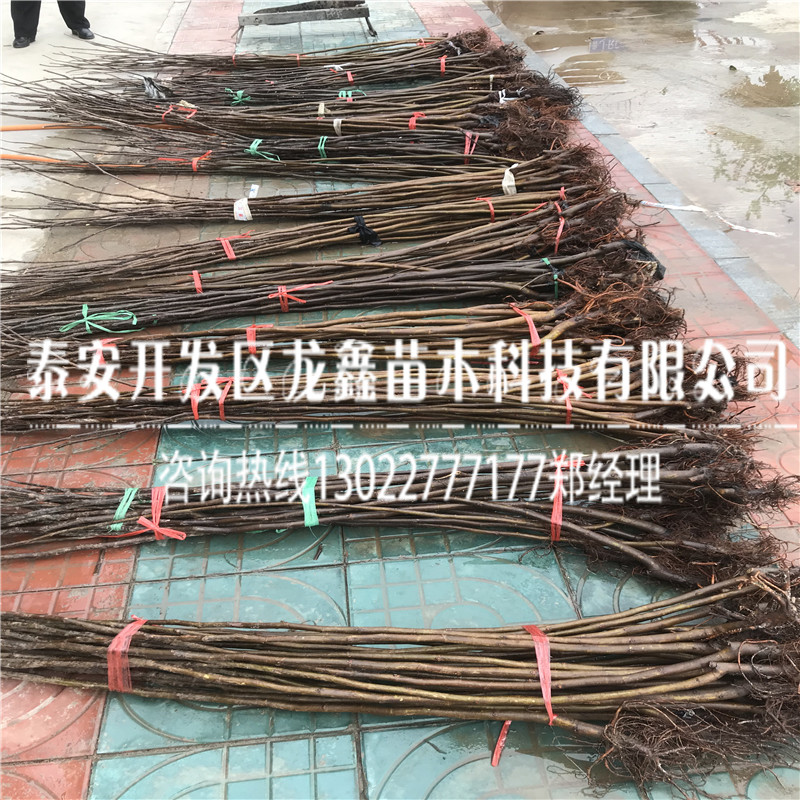 品种布兰瑞克无花果树苗、布兰瑞克无花果树苗附近有卖