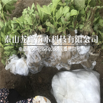 怎么样波姬红无花果树苗、波姬红无花果树苗产地