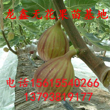 我想買金傲芬無花果樹苗金傲芬無花果樹苗包郵價(jià)格