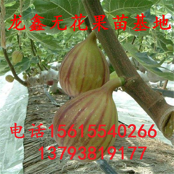 哪里种植布兰瑞克无花果树苗、布兰瑞克无花果树苗简介