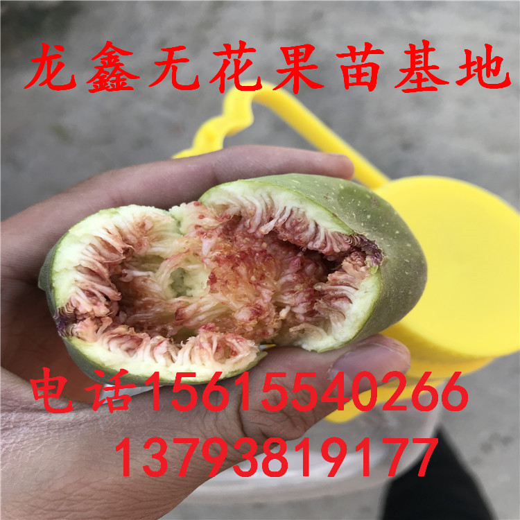 哪里有卖的2年无花果树苗2年无花果树苗价格