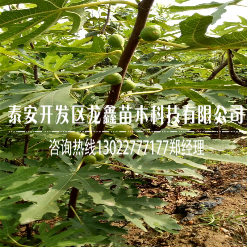 怎么种植波姬红无花果树苗、波姬红无花果树苗产地