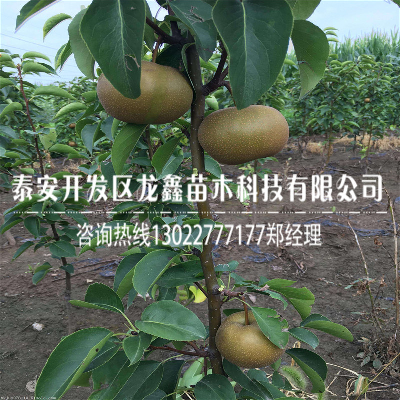 附近5公分梨樹苗基地5公分梨樹苗哪有基地