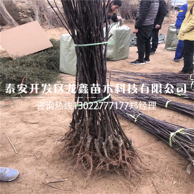 山东绿宝石梨树苗出售绿宝石梨树苗出售什么价格