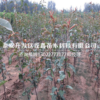 山東意大利黑梨樹(shù)苗批發(fā)意大利黑梨樹(shù)苗批發(fā)基地