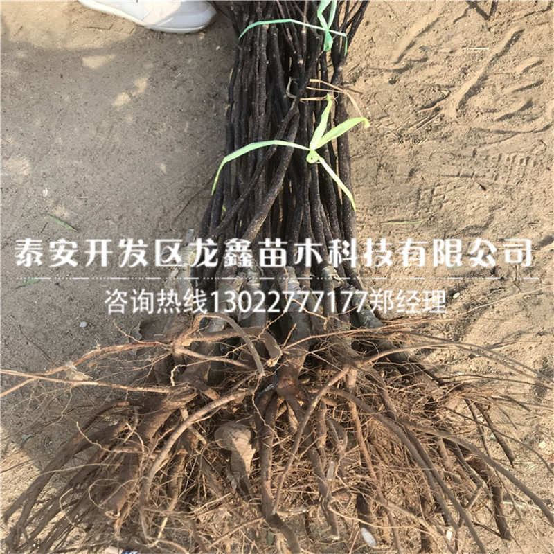 今年梨树苗批发梨树苗批发基地