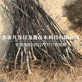 新品種愛(ài)黨梨樹(shù)苗基地愛(ài)黨梨樹(shù)苗基地哪有