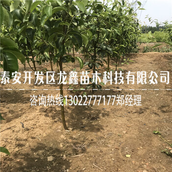 新品種中梨5號梨樹苗出售中梨5號梨樹苗出售批發(fā)
