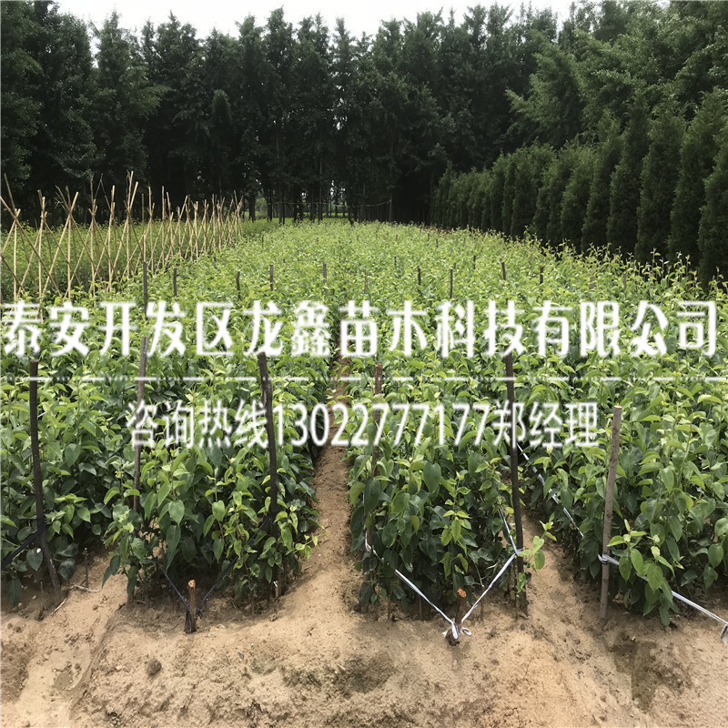 今年中梨5號(hào)梨樹(shù)苗出售中梨5號(hào)梨樹(shù)苗出售價(jià)格