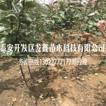 山東綠寶石梨樹(shù)苗出售綠寶石梨樹(shù)苗出售什么價(jià)格