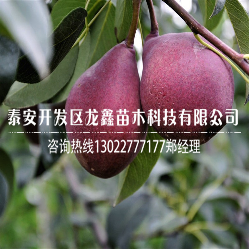 新品种3公分梨树苗出售3公分梨树苗出售行情