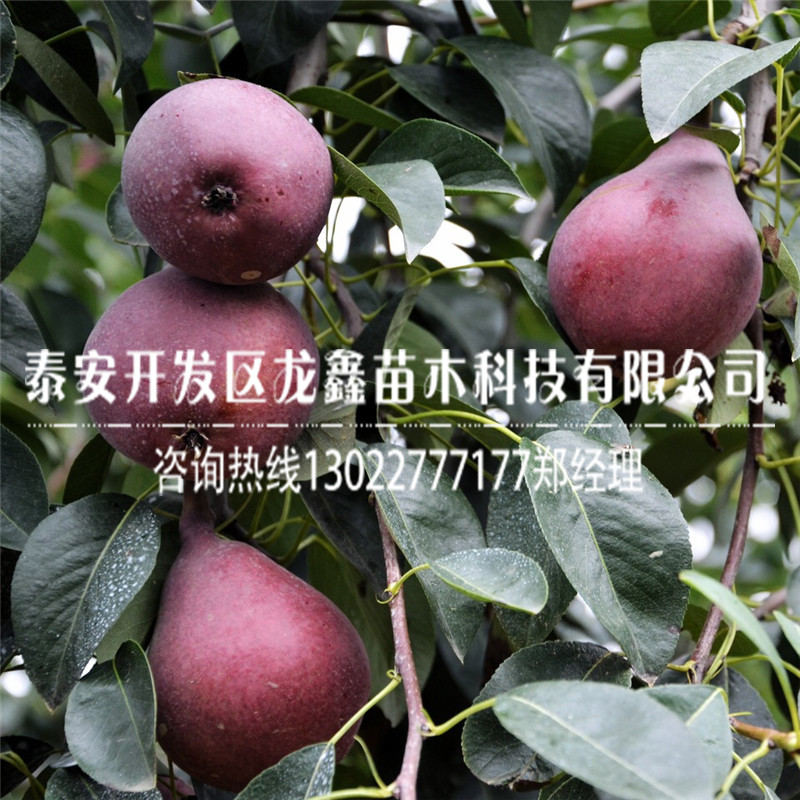 出售奧紅梨樹苗一號(hào)奧紅梨樹苗一號(hào)山東