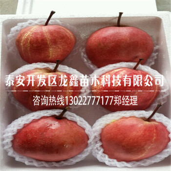 意大利黑梨樹苗批發(fā)意大利黑梨樹苗批發(fā)價(jià)錢