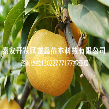 技術(shù)秋月梨樹苗秋月梨樹苗去哪購買