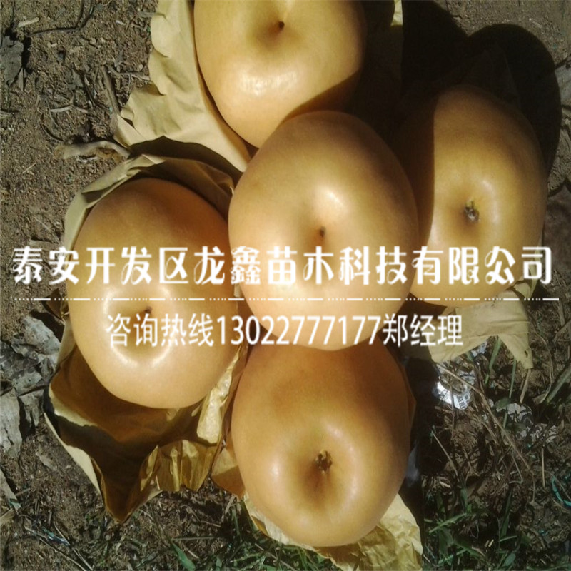 新品種綠寶石梨樹(shù)苗基地綠寶石梨樹(shù)苗苗圃基地