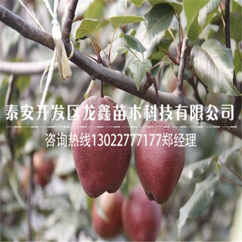 今年3公分梨樹苗基地3公分梨樹苗苗圃基地