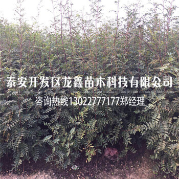 今年吉塞拉6號砧木吉塞拉6號砧木便宜的價格