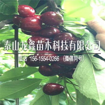 山東吉塞拉矮化櫻桃樹(shù)基地吉塞拉矮化櫻桃樹(shù)基地售價(jià)是多少