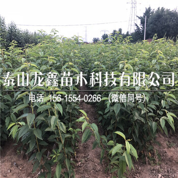 新品种吉塞拉6号价格多少